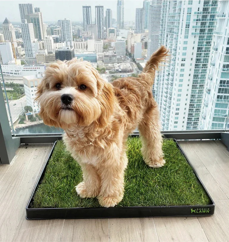 Natural Potty Training Made Easy